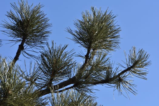 Spruce Tree Branch and Blue Sky in Colorado . High quality photo