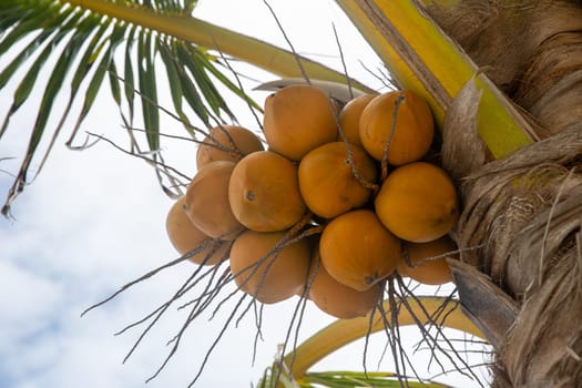 Yellow Coconuts on a Tree ready to be gathered