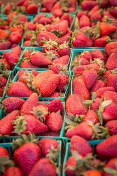 Bunch of Baskets of Strawberries ready to be sold