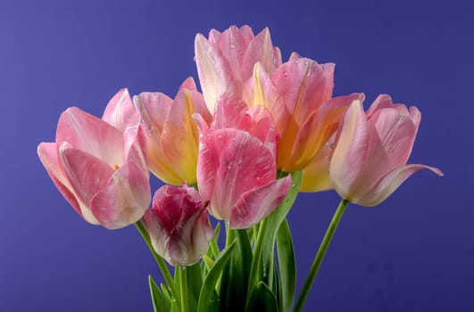 Beautiful blooming pink tulips flowers on a blue background. Flower head close-up.