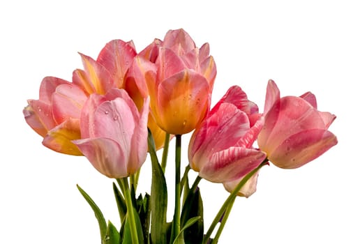 Beautiful blooming pink tulips flowers isolated on a white background. Flower head close-up.