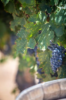 Ripe Grapes for Wine over Barrel