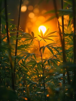 Sunlight streaming through a dense bamboo grove, creating patterns and shadows.