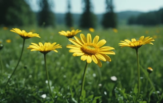 Yellow daisies in the green grass, shallow depth of field/