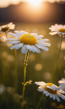 Beautiful daisies on a meadow in the rays of the setting sun.