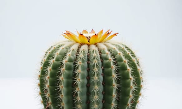 Cactus with yellow flower in pot on white background. Close up