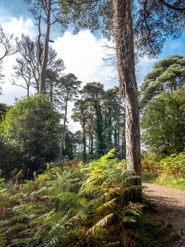 Scots Pine trees in County Donegal - Ireland.