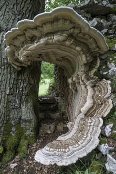 A large mushroom growing out of a tree trunk in the woods