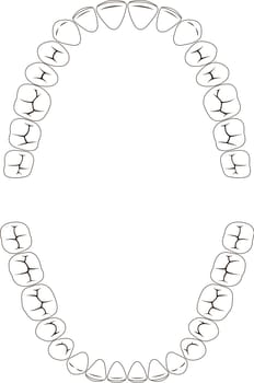 Chewing surface human teeth upper lower jaw, tooth dental clinic