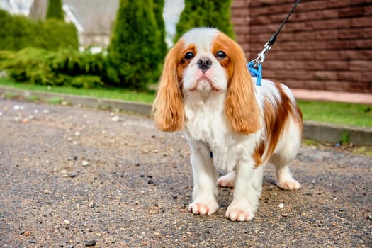 Cavalier King Charles Spaniel dog is standing in close-up