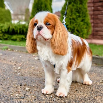 Cavalier King Charles Spaniel dog dog close-up