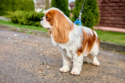 Cavalier King Charles Spaniel dog is standing in close-up dog stands in front of the camera and looks away