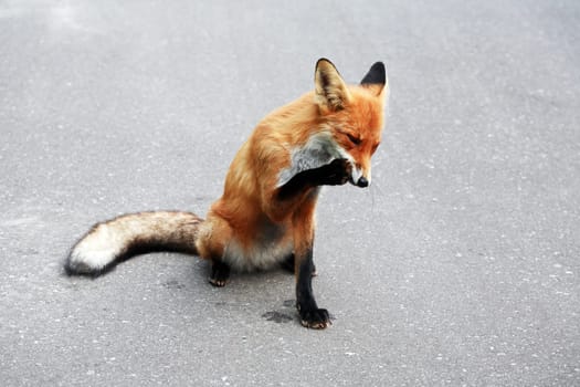 Nature and hygiene. Beautiful young fox washes her paws