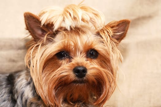 Closeup portrait of funny little yorkshire terrier