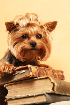 Closeup portrait of funny little yorkshire terrier with stack of books