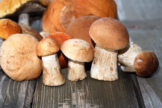 Set of various freshness mushrooms on wooden table
