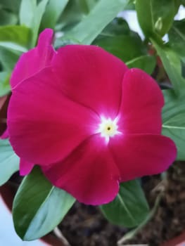 Vinca rosea flowers with green leaves background blossom in the garden.