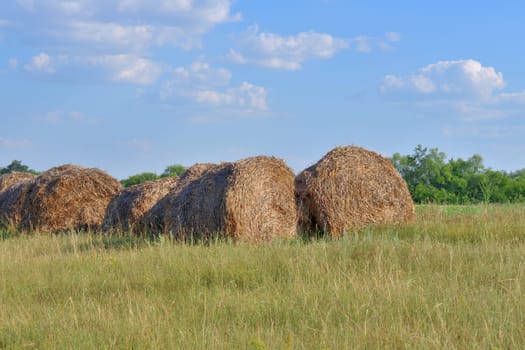 round bales of straw in field in Russia