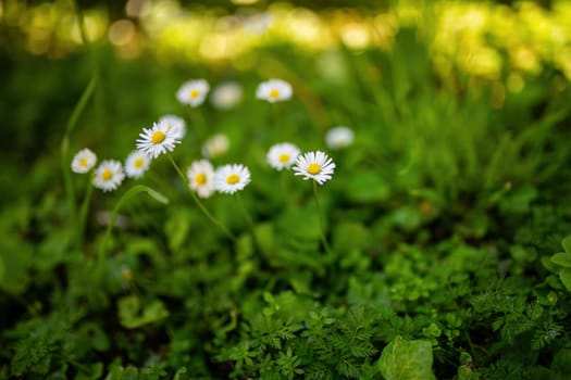 A cluster of daisies thrives in a lush green grass field under the sun.