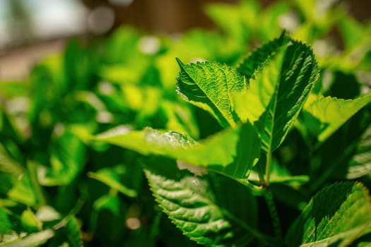 A detailed view of the intricate green leaves of a healthy plant, showcasing its texture and vibrant color.