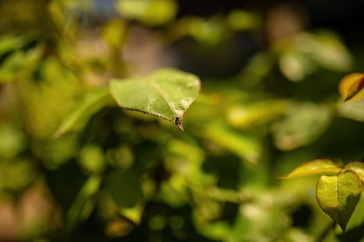 Detailed view of a single green leaf on a plant, showcasing its intricate veins and vibrant color.