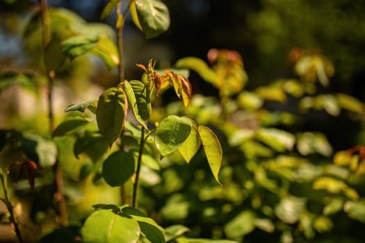 Detailed view of a plant featuring vibrant green leaves in sharp focus.