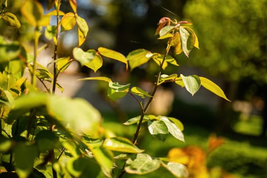 Detailed view of a plant with vibrant green leaves, showcasing intricate textures and patterns.