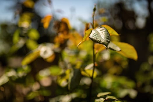 Detailed view of a plant featuring its green leaves in close proximity.