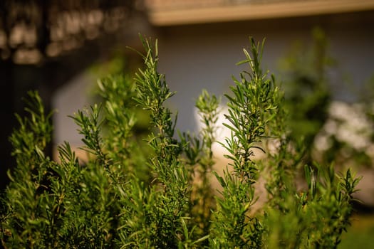 A detailed view of a vibrant green plant with a building in the background, showing the contrast between nature and urban development.