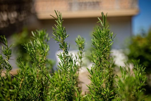 A detailed view of a plant with a building in the distant background, showcasing the interaction between nature and urban architecture.