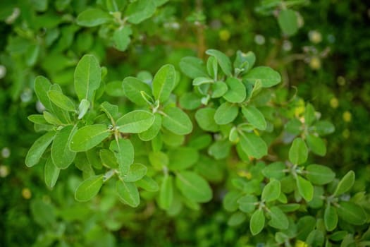 A close-up image showcasing the vibrant and lush green leaves of sage, perfect for culinary and herbal themes.