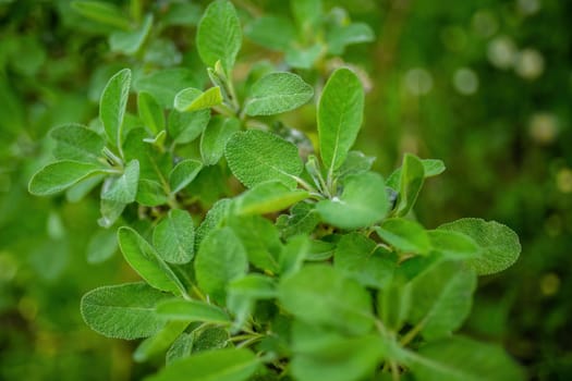 Detailed view of a lush green plant with vibrant leaves, showcasing intricate details and textures up close.