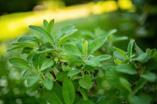 Detailed close up view of a bush with vibrant green leaves, showcasing its natural beauty and texture.