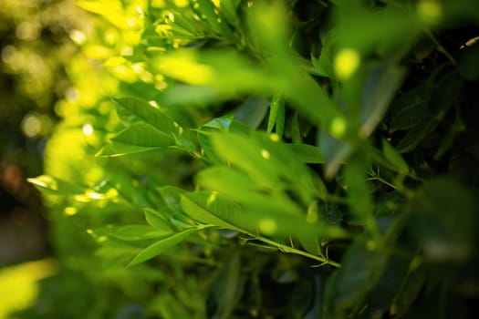 Detailed view of a bush showcasing vibrant green leaves up close.