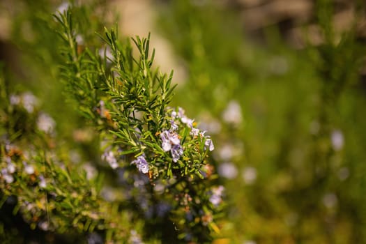 A detailed close-up of a rosemary plant, featuring small blue flowers amidst fragrant green leaves.