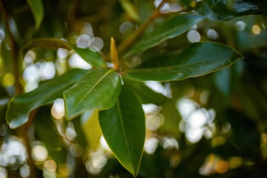 This close-up view shows a vibrant green leaf attached to a tree branch, showcasing intricate details and textures.