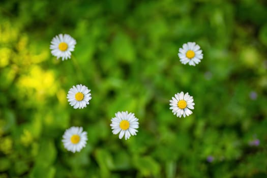 Several daisies blooming in a meadow filled with green grass.