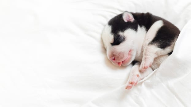 Newborn puppy asleep on white soft fabric. Innocent pet nap time concept for greeting card and newborn announcement design.