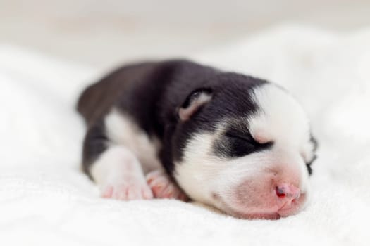 Black and white puppy sleeping peacefully on white blanket.