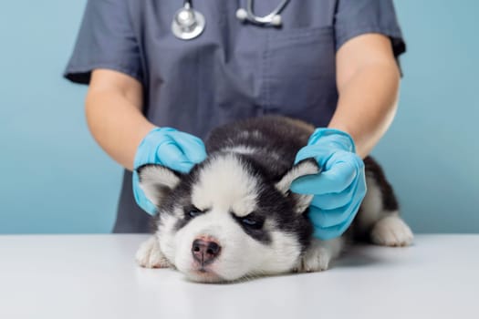 Husky puppy being examined by veterinarian, clinic interior. Professional pet healthcare photography for design.