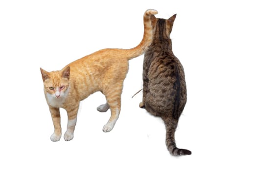 Two adorable cats, one orange and one gray with stripes, isolated on transparent backgrounds. Perfect for pet-related designs, animal illustrations, and cat lover creations