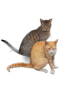 Two adorable cats, one orange and one gray with stripes, isolated on transparent backgrounds. Perfect for pet-related designs, animal illustrations, and cat lover creations