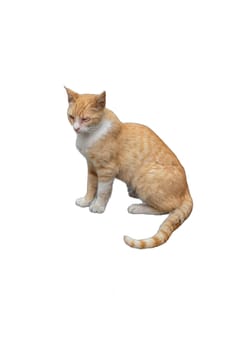 An orange cat with a half-blind eye, isolated on a transparent background. Perfect for animal welfare campaigns, pet adoption promotions, and veterinary materials.
