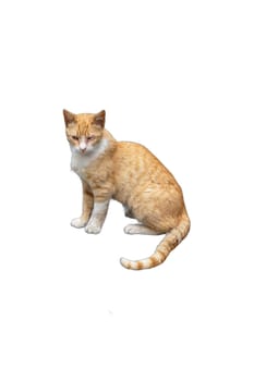 An orange cat with a half-blind eye, isolated on a transparent background. Perfect for animal welfare campaigns, pet adoption promotions, and veterinary materials.