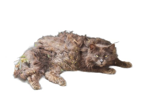 An isolated image of a cat lying down with its fur covered in dirt and matted with knots. Ideal for animal rescue campaigns, pet grooming services, and veterinary materials