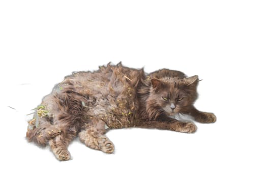 An isolated image of a cat lying down with its fur covered in dirt and matted with knots. Ideal for animal rescue campaigns, pet grooming services, and veterinary materials