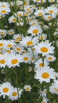 Pretty daisy flowers blooming in the meadow