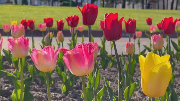 Tulips bloom in the spring sun in the park. Bulbous tulips in a city park on a sunny spring day. Beautiful flowers in the city park beds. Beautiful flowers in urban greenery. Blooming tulips.