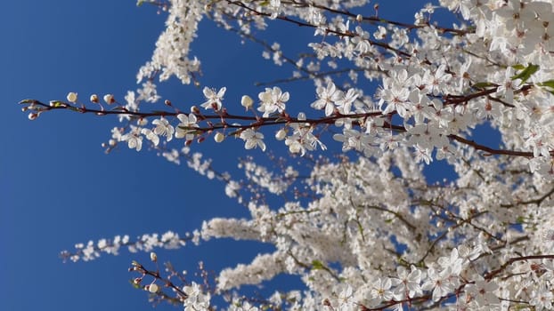 Branches of flowering cherry plums on a spring sunny day against the blue sky