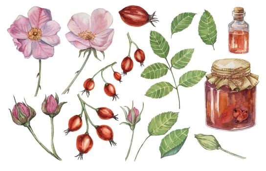 Pink flowers, wild rose fruits, rose hip jam and oil. Dog rose, rosa canina watercolor clipart. Botanical hand drawn briar painting for printing, beauty, cosmetics, perfume, labels, invitations, food